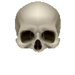 human skull icon 1-2