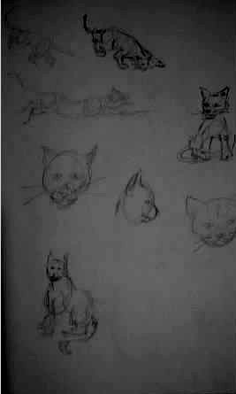cat sketch